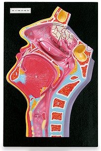 超レア　鼻腔系模型 鼻の構造模型｜ヤガミ 商品検索システム