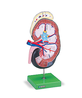 じん臓の構造模型｜ヤガミ 商品検索システム
