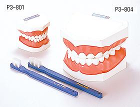 大型歯みがき指導顎模型｜ヤガミ 商品検索システム