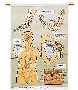 透視人体生理保健要図（１４枚組）｜ヤガミ 商品検索システム