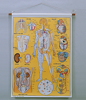 人体解剖掛図｜ヤガミ 商品検索システム