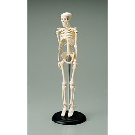 人体骨格模型（ミニ骨格模型）｜ヤガミ 商品検索システム