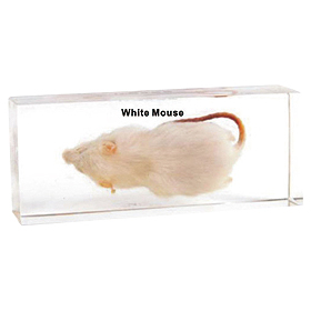 プラスチック封入標本｜ヤガミ 商品検索システム