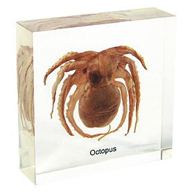 プラスチック封入標本｜ヤガミ 商品検索システム