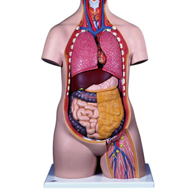 人体模型（トルソー）｜ヤガミ 商品検索システム
