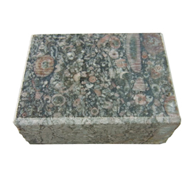 ウミユリ 化石 ウミユリの化石（Arthroacantha）｜化石販売・鉱物販売の東京