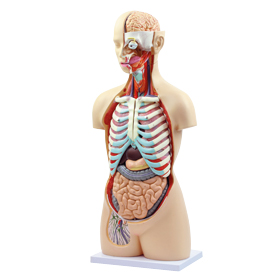 人体解剖模型｜ヤガミ 商品検索システム