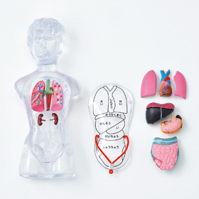 血液循環系模型 (透視式)♡ 血液循環系模型 (透視式)♡ 血液循環系模型 透視式 : 学林舎 - 通販